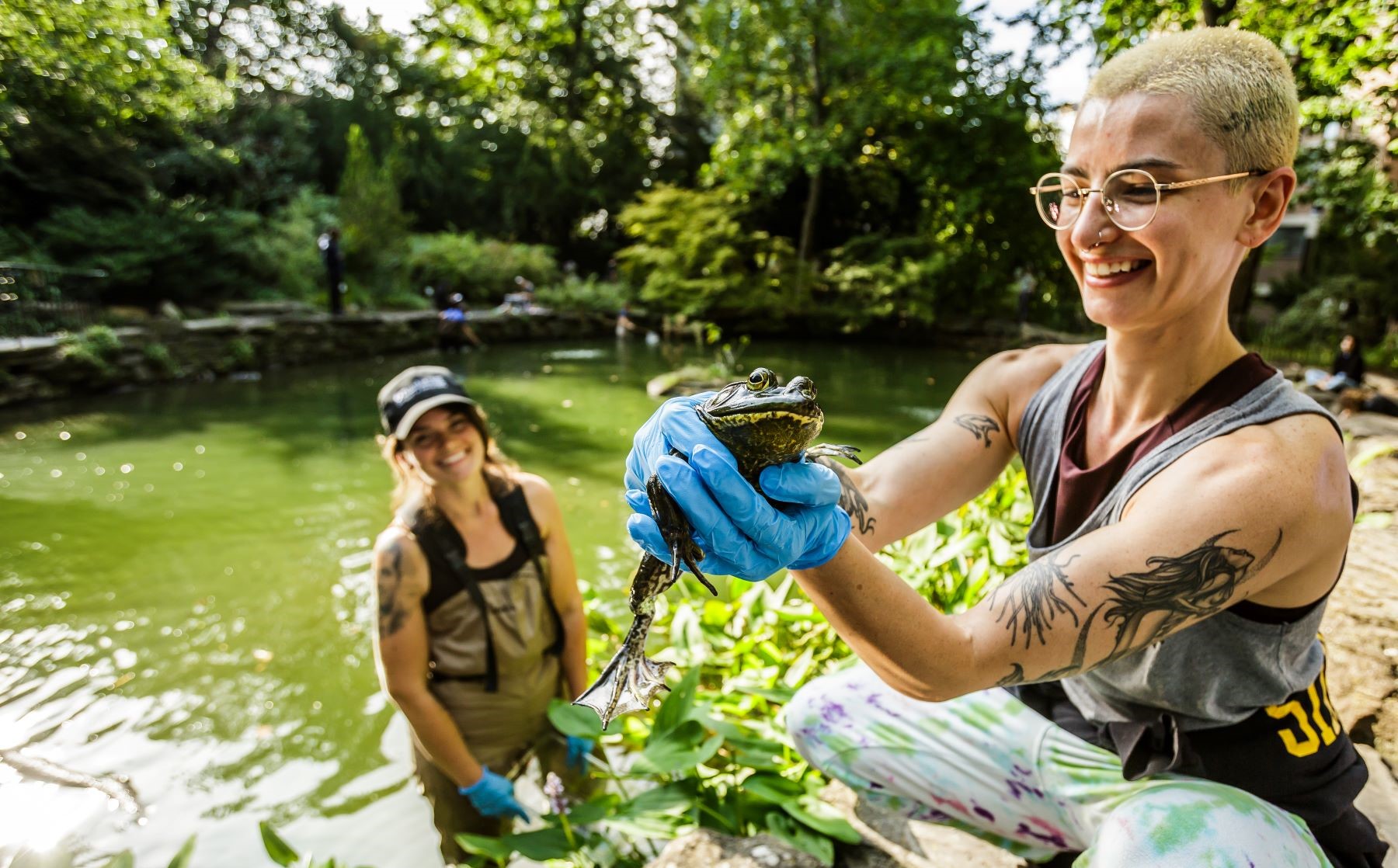 one person holds a bull frog while another looks on wearing waders in a pond