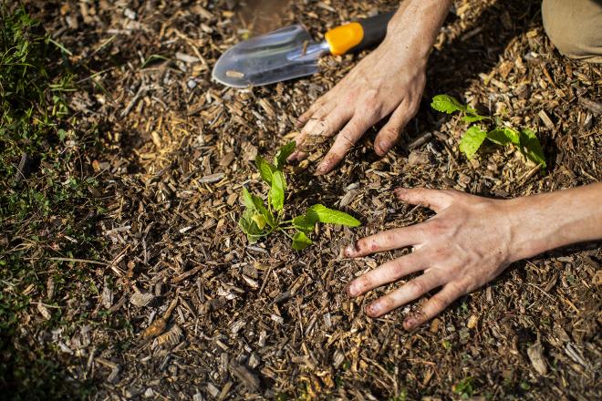 Hands working the soil of the orchard at the Penn Park Farm, part of the Penn Food and Wellness Collaborative.