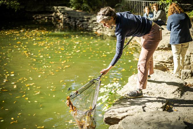 A person scooping leaves out of the BioPond with a net.