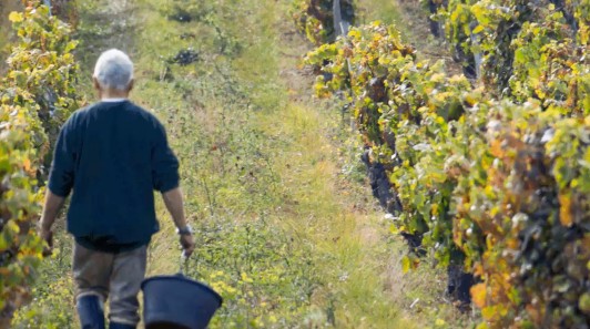 Man in agricultural field