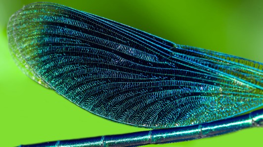 Blue dragonfly wing against green background