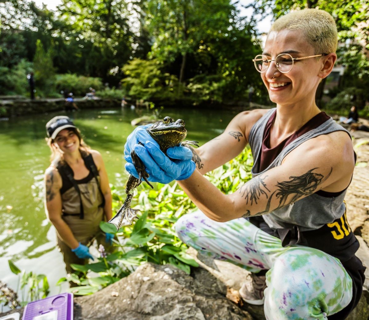 one person holds a bullfrog as another looks on while standing in a pond