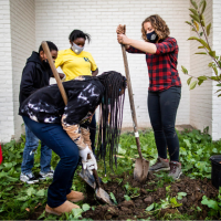 group digging a hole to plant a tree