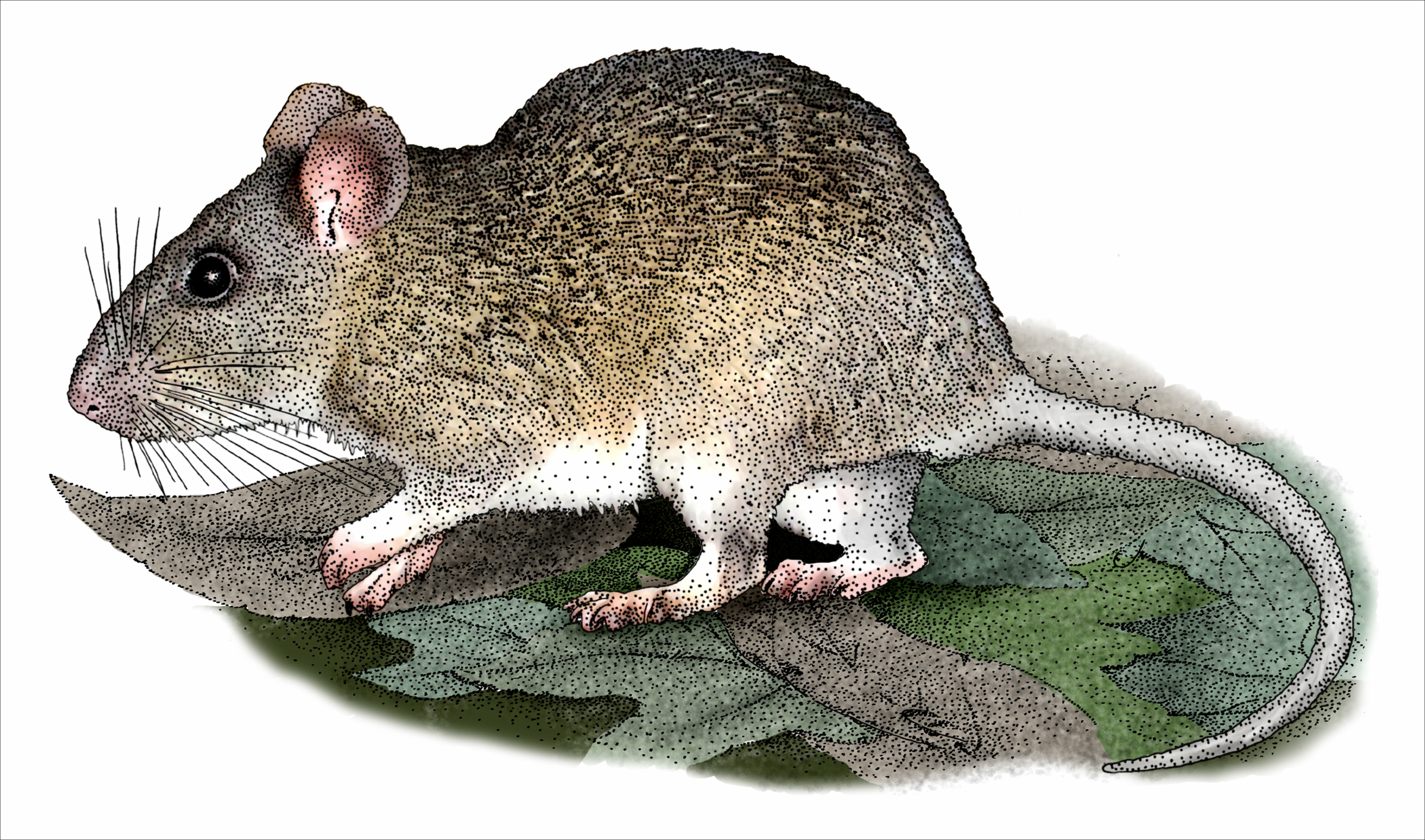 Allegheny woodrat (Adobe Stock)