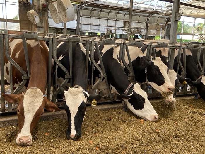 a few cows eating hay and orange mix