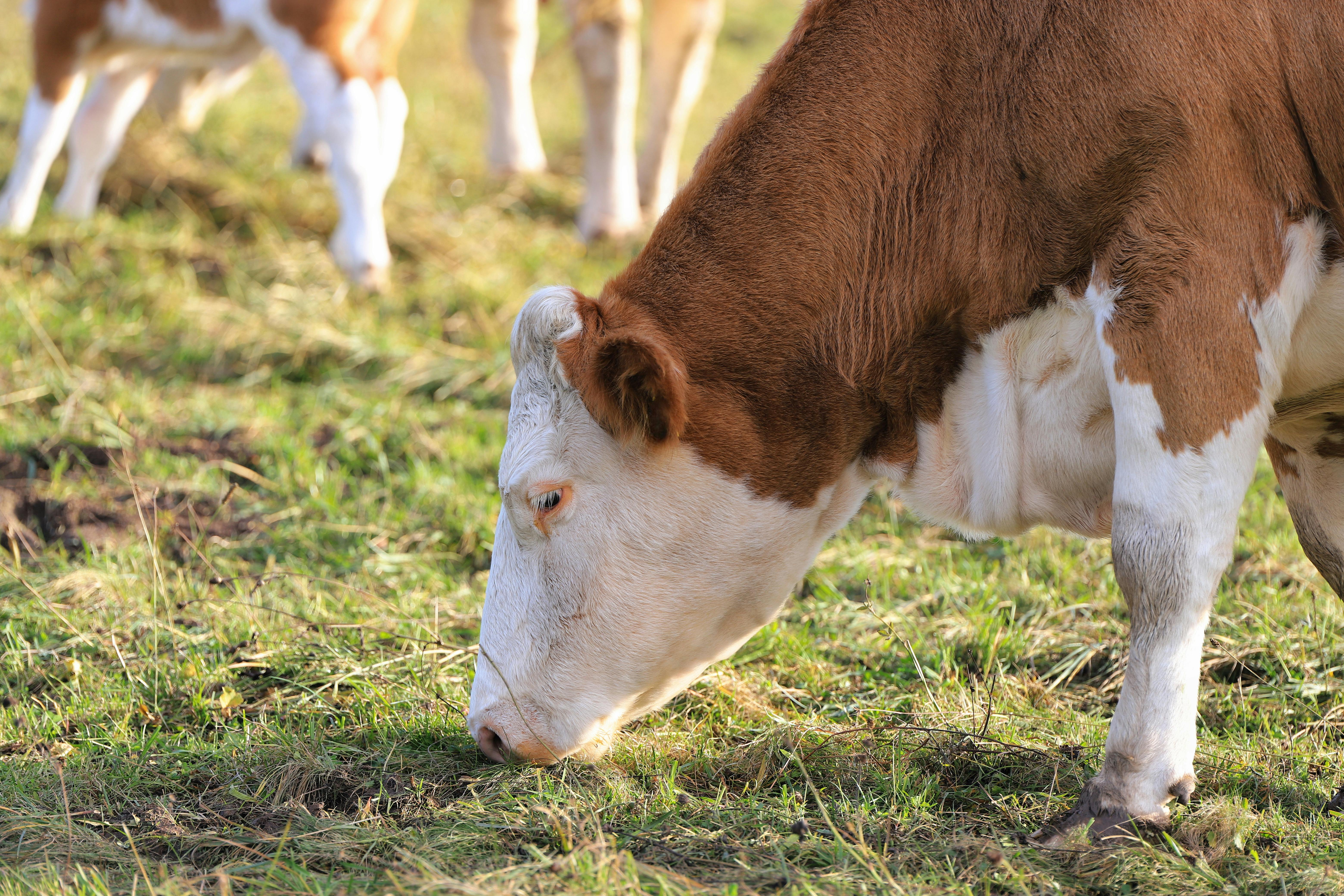 This photo shows a cow grazing on a grass field 