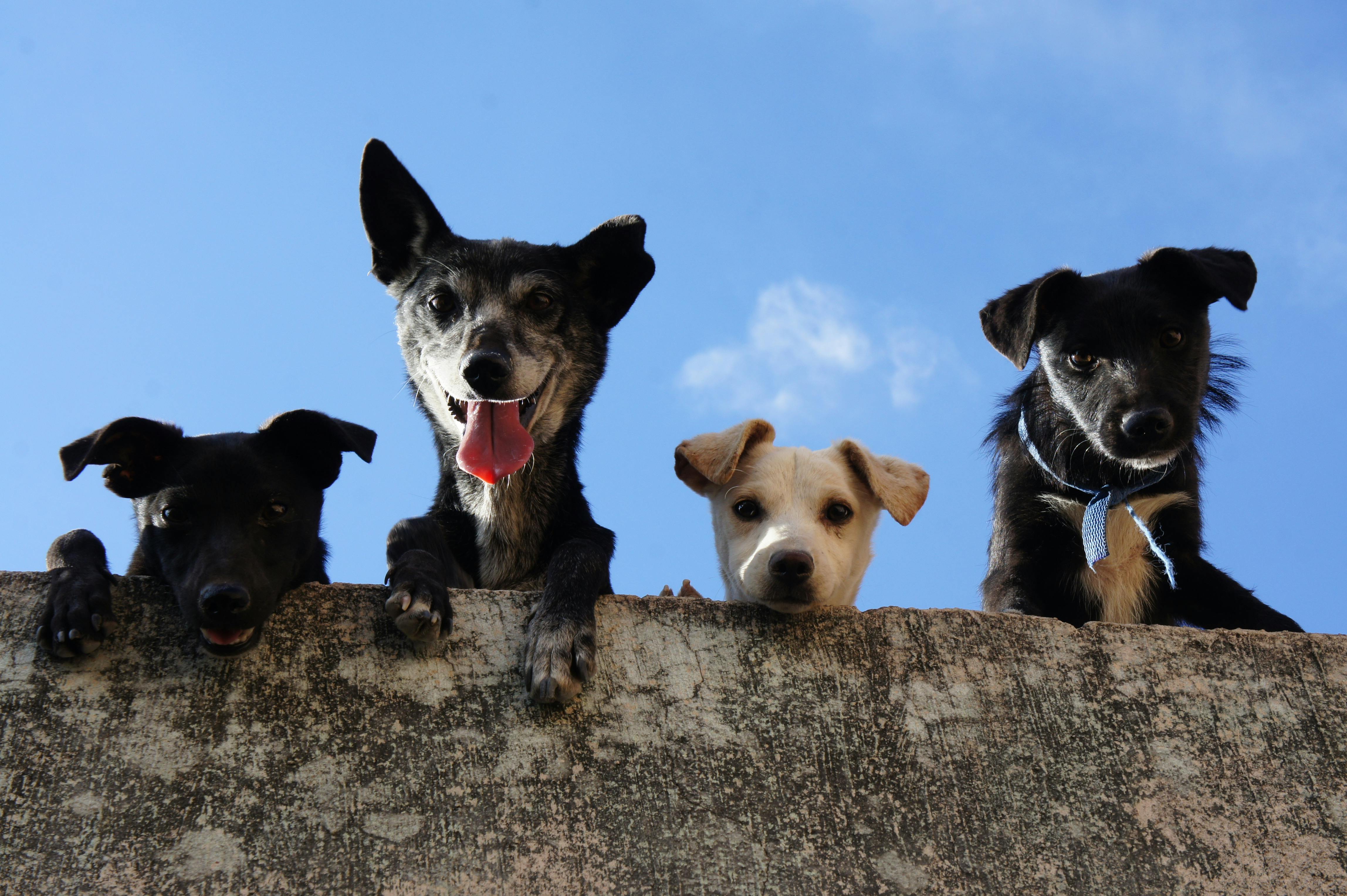 Dogs against a blue sky with a cloud 