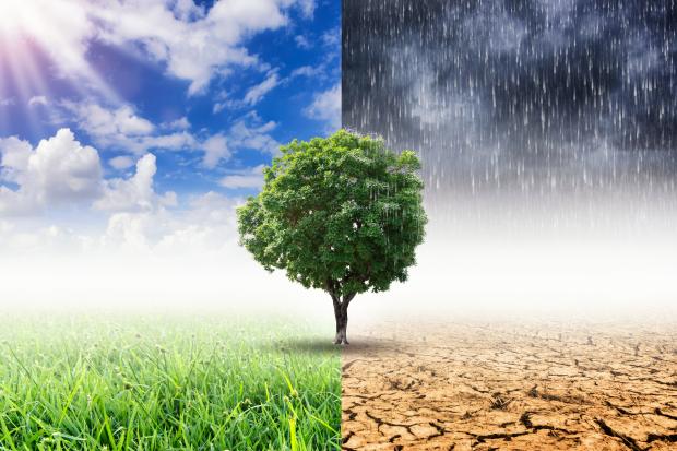 Tree surrounded by four images in different quadrants showing blue sky, green grass, parched desert, and stormy skies