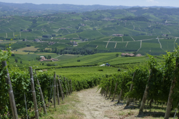 View of Italian wine grape fields