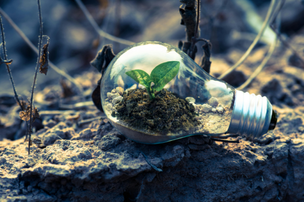 Lightbulb with seeds growing inside.