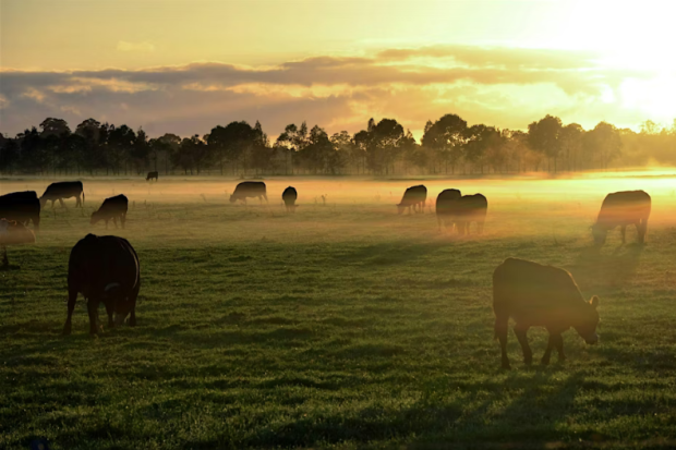 Cows grazing in a pasture at sunset