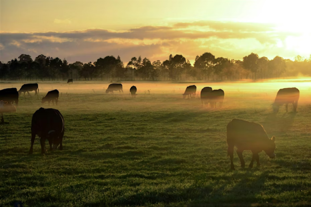 Cows grazing in a pasture at sunset 