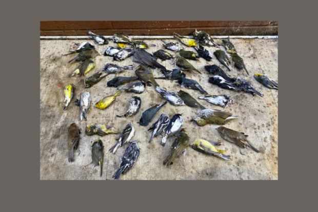 Bird Collisions in the Anthropocene: Climate Week 2025