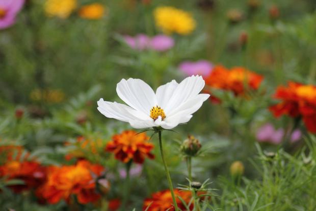 A white flower stands out from a background of colorful flowers within a field.