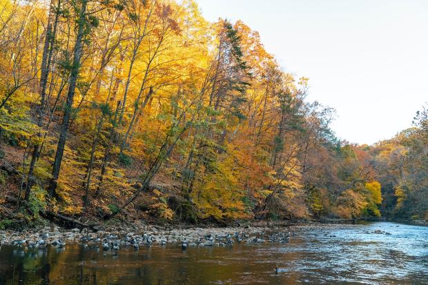 Faced with an onslaught of changes—heat, drought, fire, flood, pests, and disease—forests are under stress.