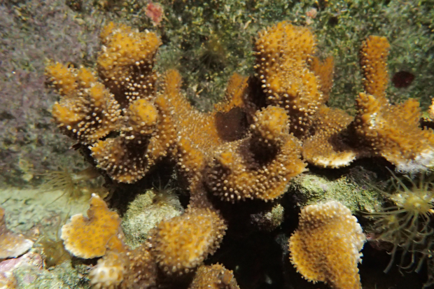 Hemaphroditic coral, like this Montipora capitata , release both eggs and sperm into the water. New findings from Penn biologists reveal that the mechanism by which sperm begin to move is both pH-dependent and similar to the pathways used in a variety of other creatures, including humans. (Image: Courtesy of the Barott laboratory)