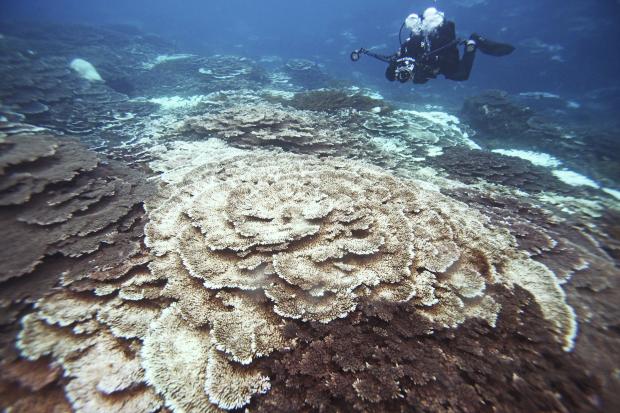 Evidence of coral reef bleaching in a seabed off Hachijo-jima Island in Tokyo, November 2020. The latest report from the IPCC focuses on how climate change is affecting coral reefs like this and other biodiversity, as well as people and places. (Image: The Yomiuri Shimbun via AP Images)