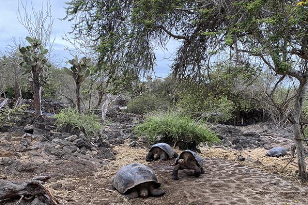 The Galápagos giant tortoises at the the Charles Darwin Research Station on the Galápagos Islands. (Image: Elias Rovielo)
