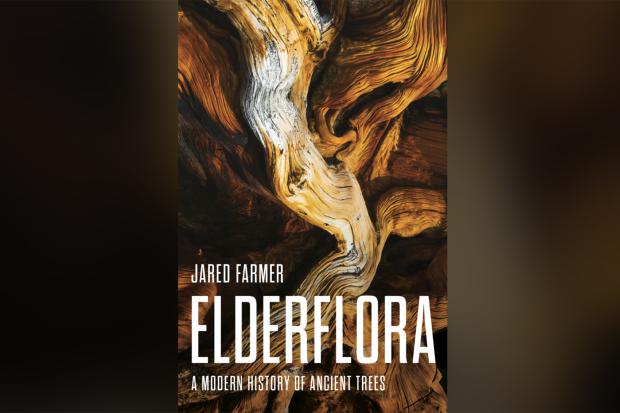 Historian Jared Farmer’s new book Elderflora published this week. It looks at the complex history of the world’s oldest trees, and how they can help us address the climate crisis. (Image: Courtesy of Basic Books)