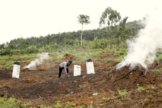 Penn researchers say that there are more sustainable alternatives to eucalyptus plantation and charcoal production sites like this one in Kyegaliro, Uganda. (Image: Courtesy of Catherine Nabukalu).