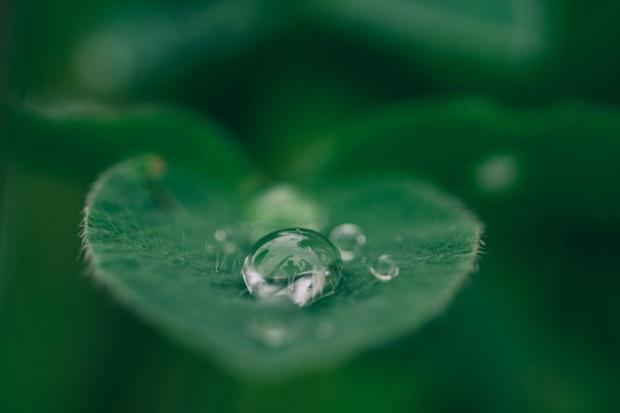 Leaf with droplet