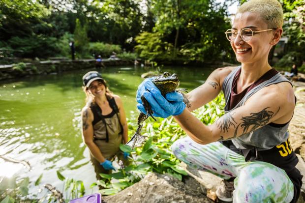 Volunteers in waders at the pond at Penn’s BioPond, one holds a frog.