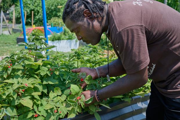 Jovian Patterson looks at some raspberry bushes growing in a community garden.