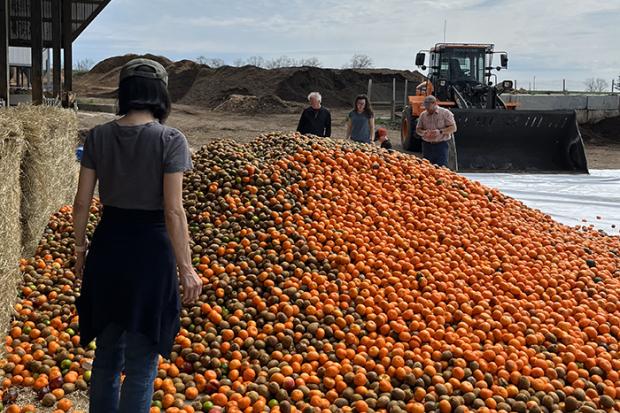outdoors a pile of orange fruit at farm