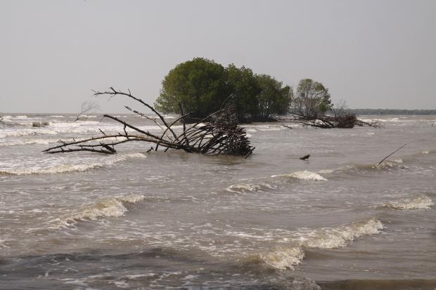 Mangroves growing on a small island separated from the mainland due to abrasion in  West Java.