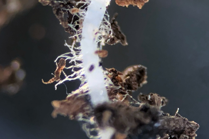 crop_mycelium