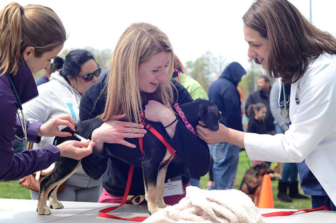 Penn Vet students help to vaccinate a dog