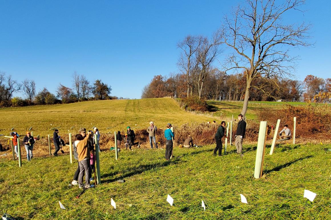 volunteers planting trees