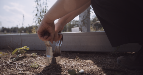 taking a soil sample with a bulb planter