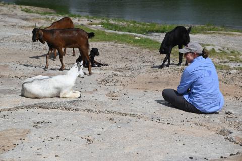 Professor Kathleen Morrison with goats outside
