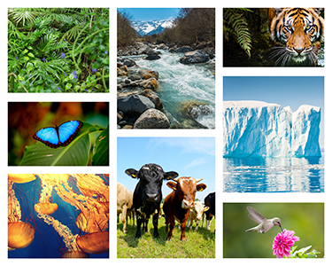 biodiversity collage 300 px height