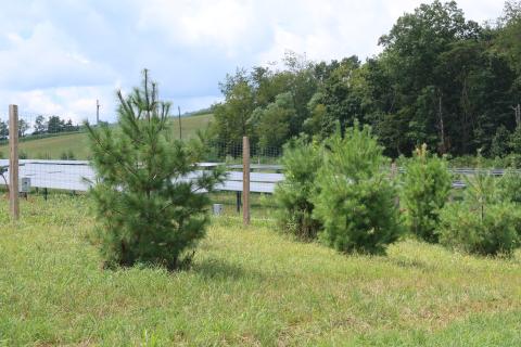 trees planted at great cove