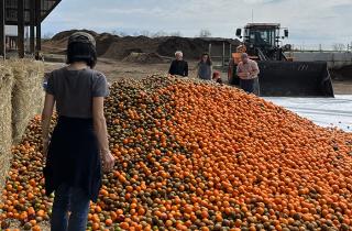 outdoors a pile of orange fruit at farm