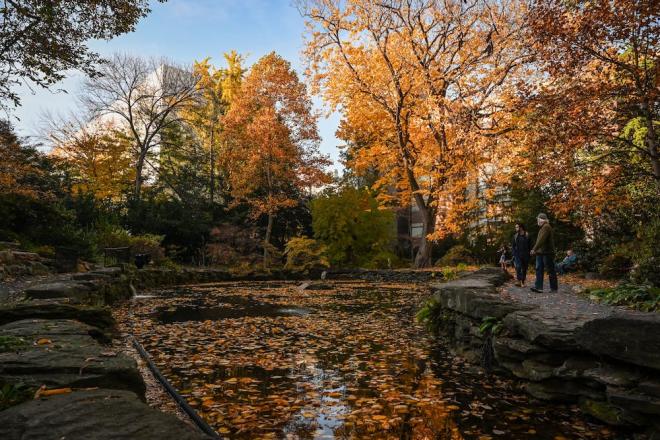 Gold and orange autumn leaves surrounded the BioPond on Nov. 18. Credit: Kylie Cooper