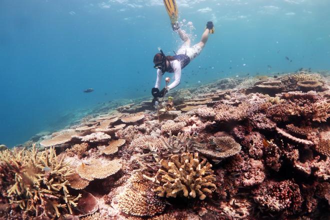 Postdoctoral researcher Kristen Brown (above) collected coral samples from a reef slope to see how they fared in acidic conditions. (Image: Courtesy of Kristen Brown)