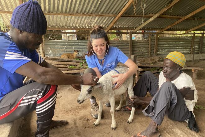 Abby Seeley (center) of Penn Vet does a health check up on a goat with the assistance of Sulay Camara (left) and Sainey Badjie (right). (Image: Courtesy of Brianna Parsons)