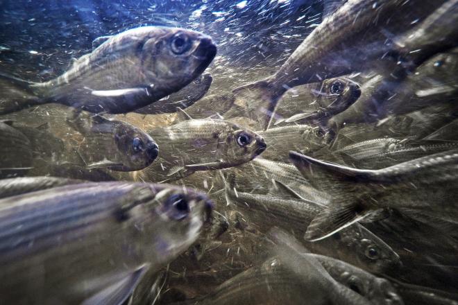 herring swimming