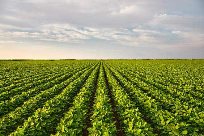 vast soy bean field with clouds