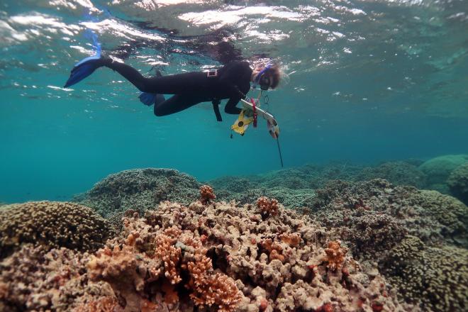 scuba diver researching coral