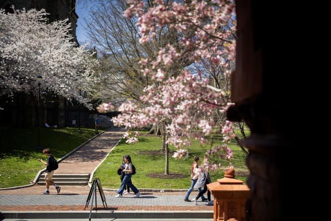 Campus photo, students walking, tree with pink flowers