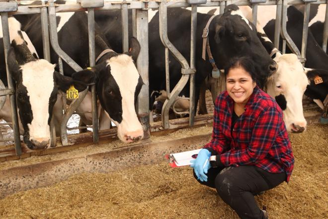Dipti Pitta with cows.
