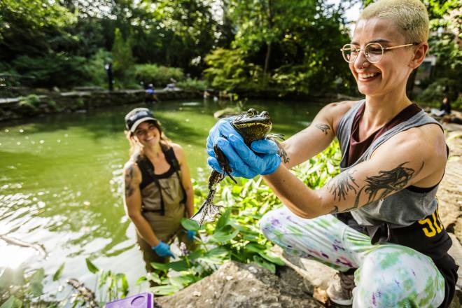 Volunteers in waders at the pond at Penn’s BioPond, one holds a frog.