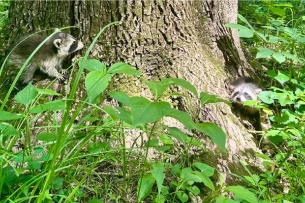 Penn Vet AUNI Raccoons
