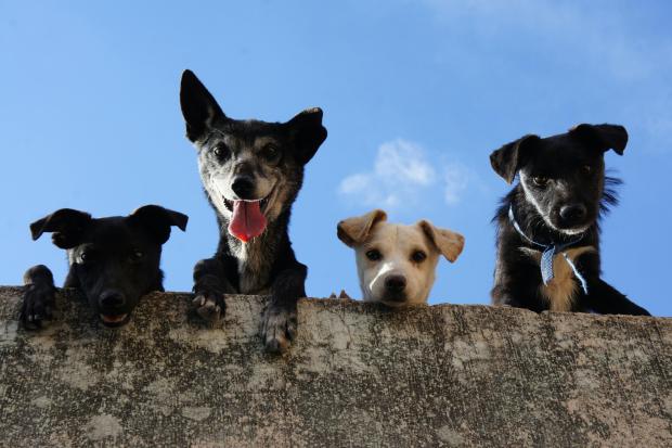 Dogs against a blue sky with a cloud 